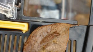 オオムラサキの調査2025.12.20(土)